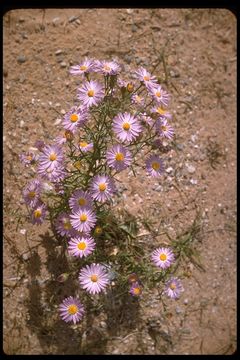 Image of Howell's Fleabane