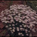 Image of Utah fleabane