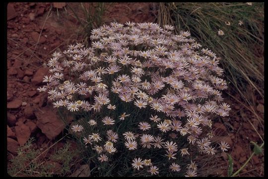 Image of Utah fleabane