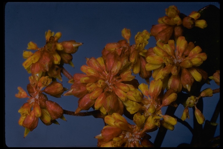 Image of sulphur-flower buckwheat