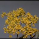 Image of crispleaf buckwheat