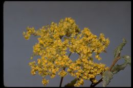 Image of crispleaf buckwheat