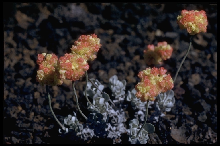 Imagem de Eriogonum ovalifolium Nutt.