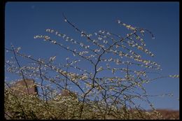 Image of flatcrown buckwheat