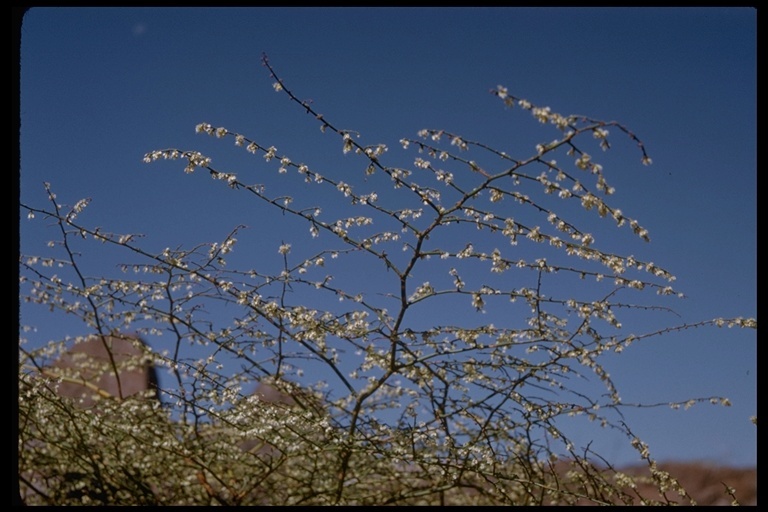 Eriogonum deflexum Torr. resmi