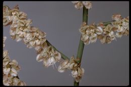 Image of flatcrown buckwheat