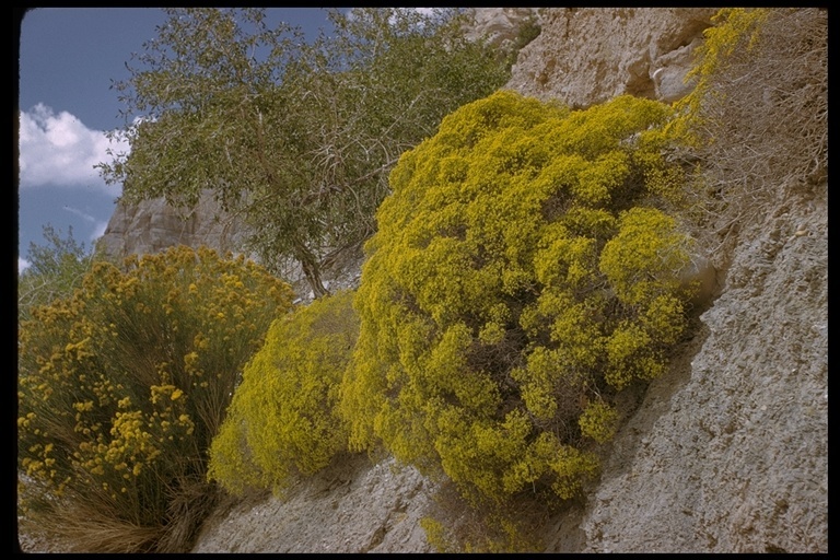 Image of crispleaf buckwheat