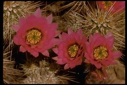 Image de Echinocereus engelmannii (Parry ex Engelm.) Lem.