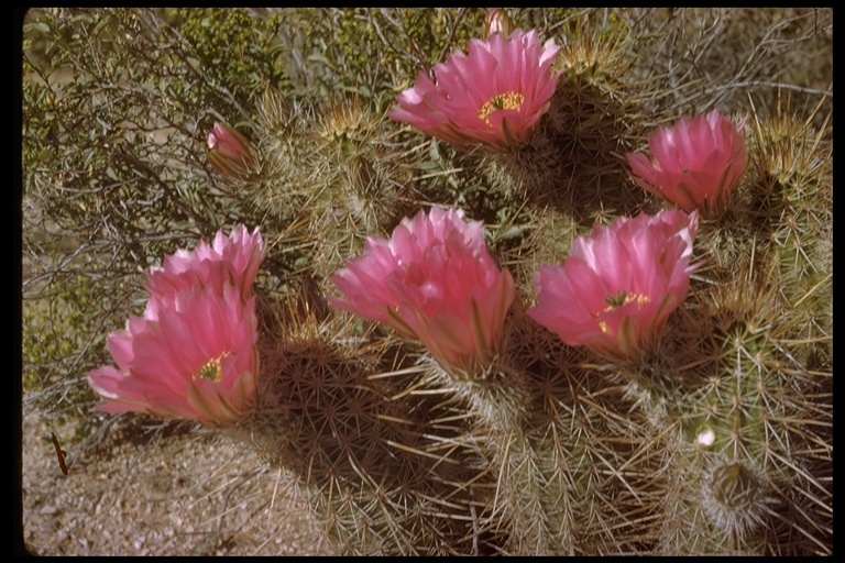 Image de Echinocereus engelmannii (Parry ex Engelm.) Lem.