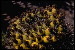 Image de Ferocactus wislizeni (Engelm.) Britton & Rose