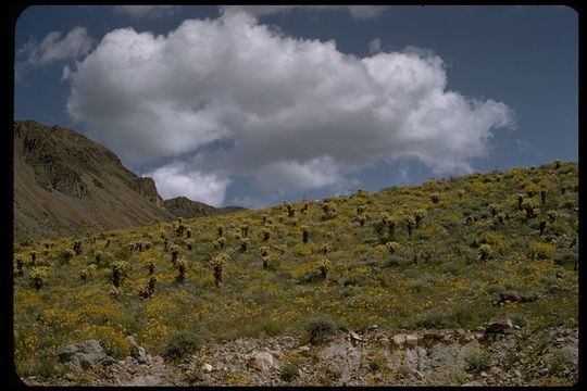 Sivun Encelia farinosa A. Gray ex Torr. kuva