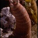 Image of Spiny Hedgehog Cactus