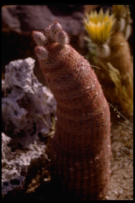 Image of Spiny Hedgehog Cactus