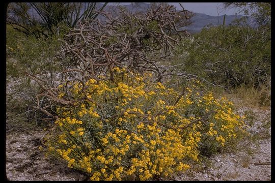 Sivun Encelia farinosa A. Gray ex Torr. kuva