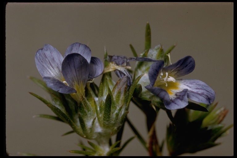 Image of desert woollystar