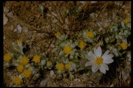 Image of Pringle's woolly sunflower