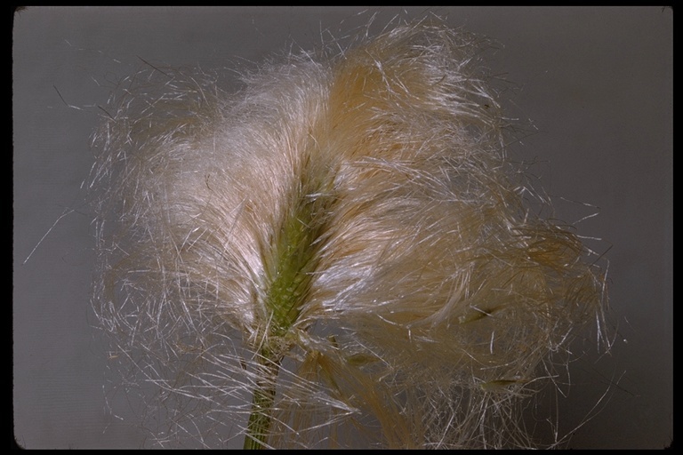 Image of common cottongrass