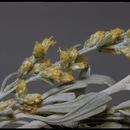 Слика од Artemisia bigelovii A. Gray