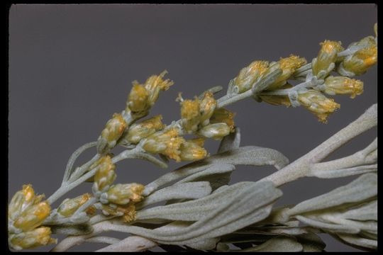 Imagem de Artemisia bigelovii A. Gray