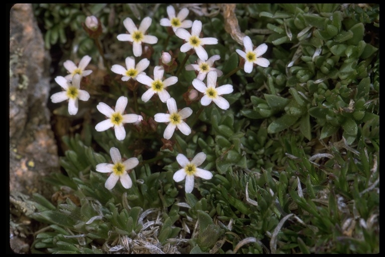 Image of pygmyflower rockjasmine