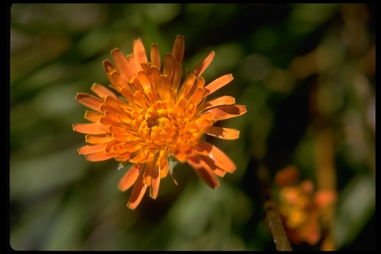 Image of orange agoseris