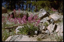 Image of Purple Locoweed