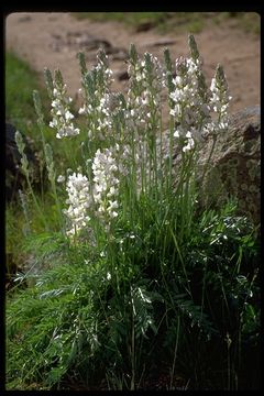 Plancia ëd Oxytropis campestris (L.) DC.