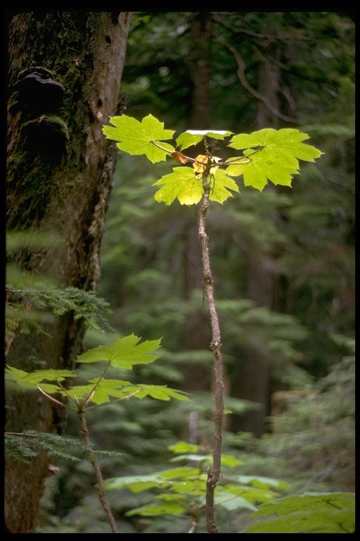 Image de bois piquant