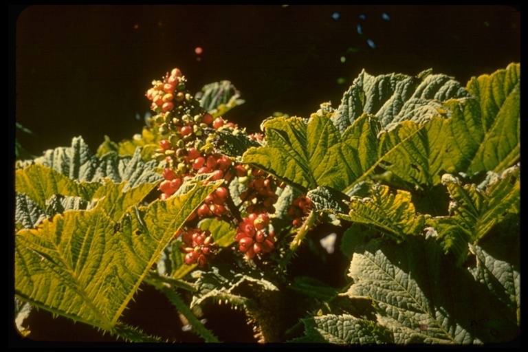 Слика од Oplopanax horridus (Sm.) Miq.