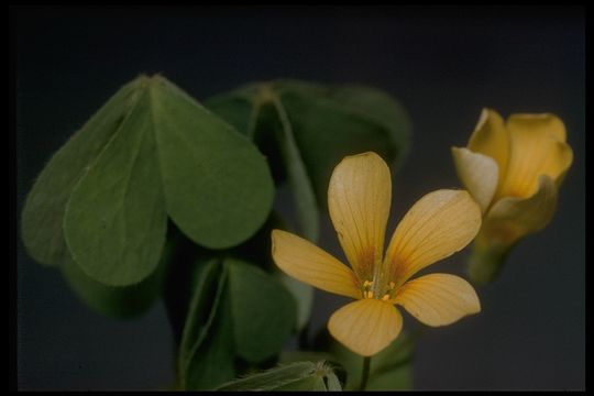 Image of Suksdorf woodsorrel