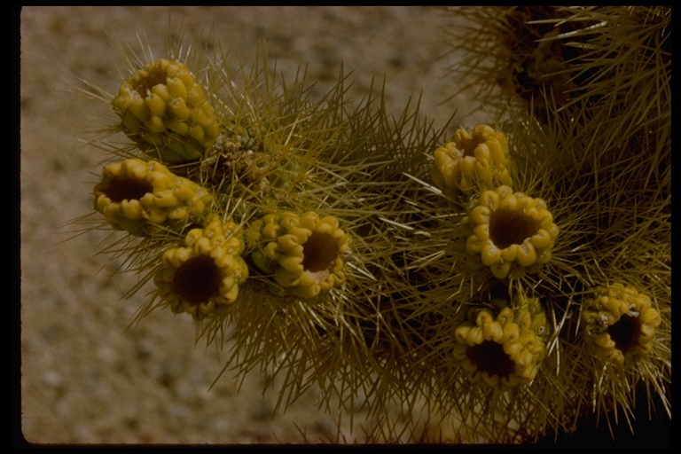 Image of teddybear cholla