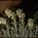 Image of <i>Cryptantha sobolifera</i>