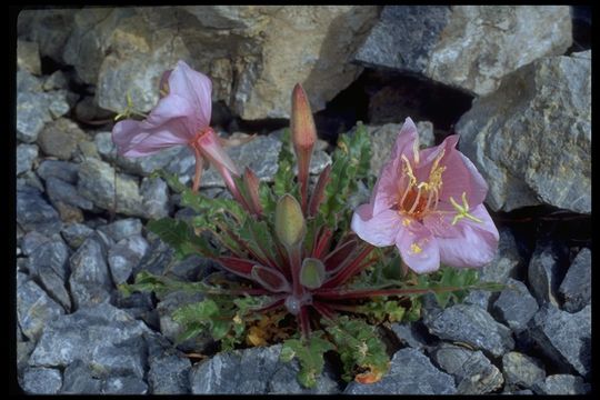 Oenothera cespitosa Nutt. resmi