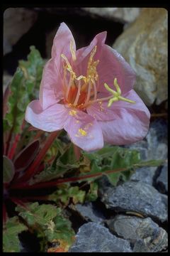 Imagem de Oenothera cespitosa Nutt.