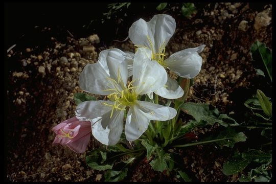 Imagem de Oenothera cespitosa Nutt.