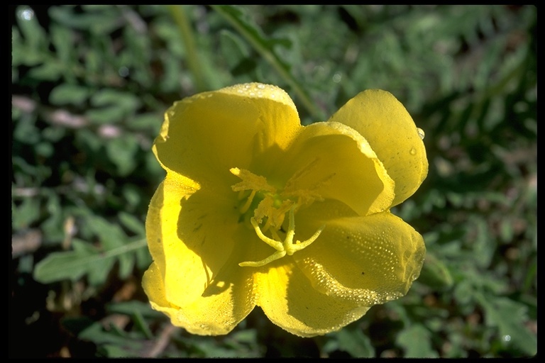 Imagem de Oenothera primiveris A. Gray