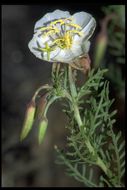 Imagem de Oenothera coronopifolia Torr. & Gray