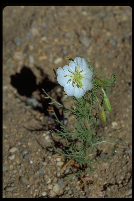 Imagem de Oenothera coronopifolia Torr. & Gray