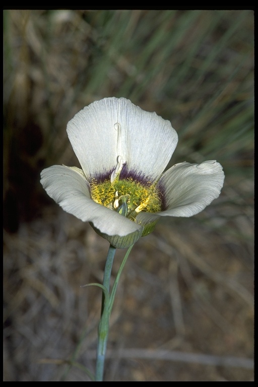 Calochortus gunnisonii S. Watson resmi