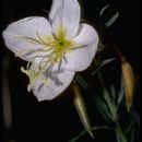 Plancia ëd Oenothera nuttallii Torr. & Gray