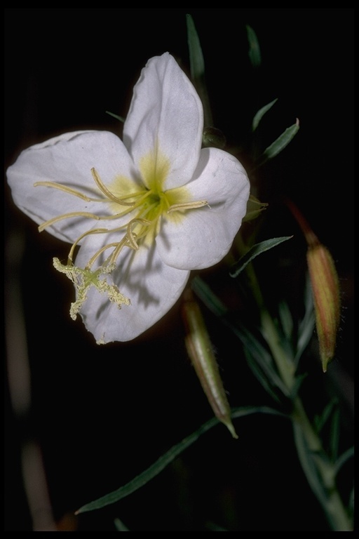 Plancia ëd Oenothera nuttallii Torr. & Gray