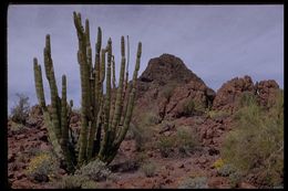 Image of Organ Pipe Cactus