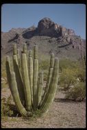 Image of Organ Pipe Cactus