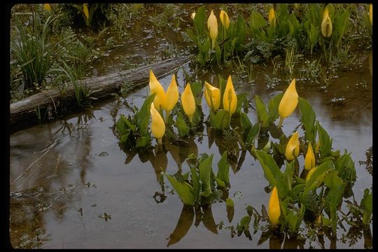 Image of American skunkcabbage