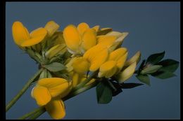 Слика од Lotus corniculatus L.