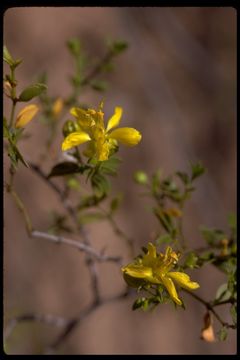 Image of creosote bush