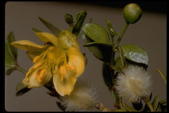 Image de Larrea tridentata (Sesse & Moc. ex DC.) Coult.