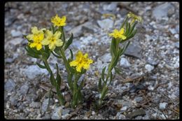 Sivun Lithospermum incisum Lehm. kuva