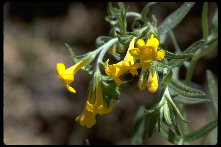 صورة Lithospermum multiflorum S. Wats.