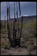 Image of Organ Pipe Cactus